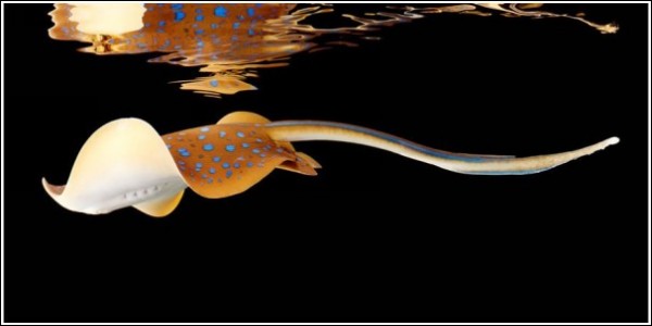 Яркие обитатели морских глубин: контрастные фотографии Марка Лаиты