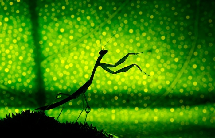 Сказочная жизнь обычных насекомых: яркие фотографии Надава Багима