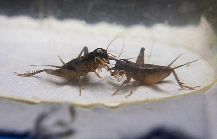 Сверчок - насекомое боевое: поединки членистоногих в Китае