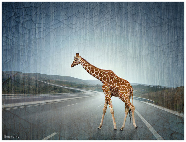 «На озере Чад»: жирафы в современном искусстве