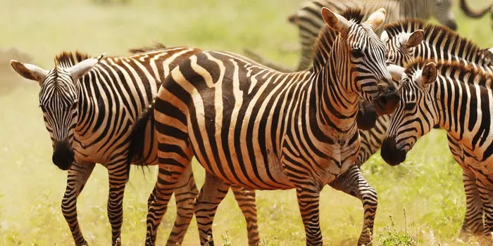 Сафари в Африке: как природа превращается в культуру Сафари в Африке: как природа превращается в культуру