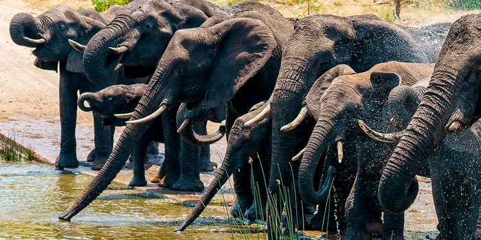 Сафари в Африке: как природа превращается в культуру Сафари в Африке: как природа превращается в культуру