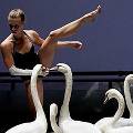 Французский хореограф задействовал в постановке лебедей