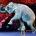Цирки Швейцарии могут остаться без тигров, слонов,и других диких зверей из-за петиции защитников животных
