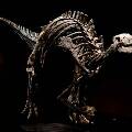 На аукционе в Париже будет выставлен динозавр Барри, которому 150 млн лет