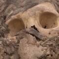 В Перу нашли мумию возрастом 3000 лет