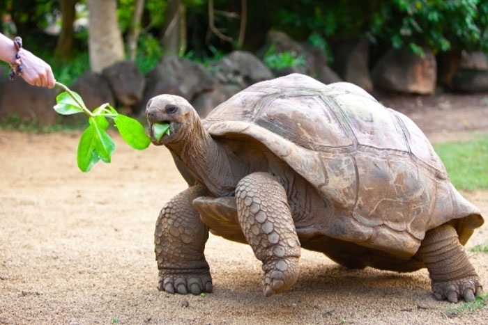Гигантская черепаха на Сейшелах