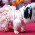 Собаки продефилировали на модном показе Pet Gala