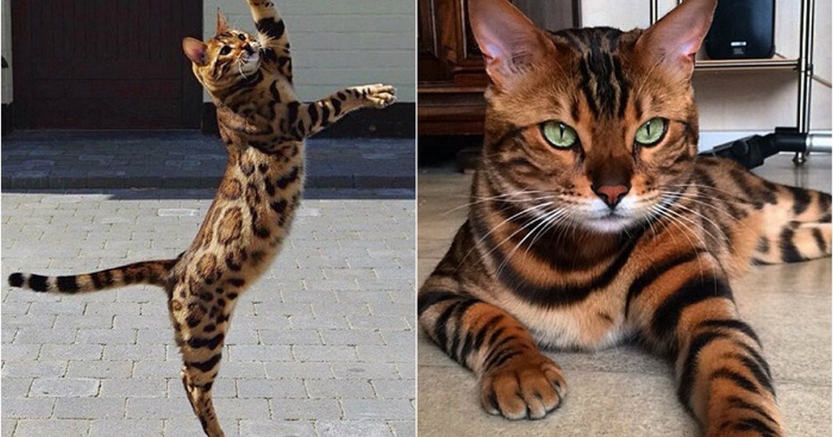Бенгальская кошка размер. Бенгальский кот мини леопард. Бенгальский кот рост. Вес бенгальского кота. Бенгальский кот рост и вес.