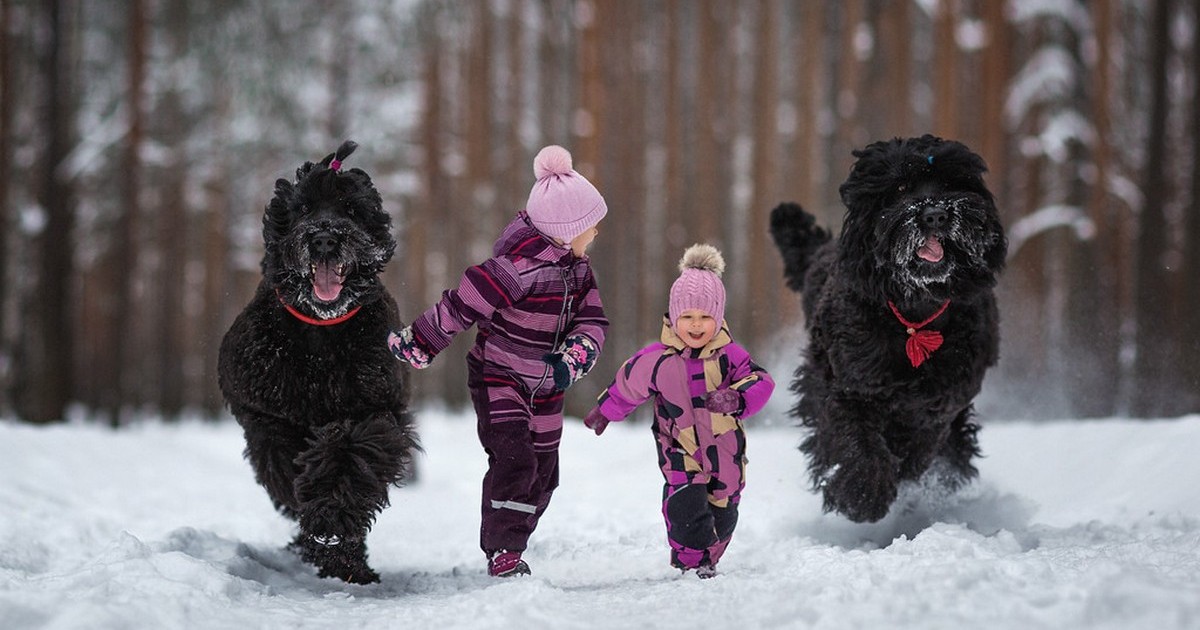 Сталинская собака фото