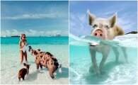 Откуда на необитаемом остнове взялись свиньи, ставшие достопримечательностью Багам