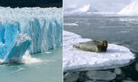 Учёные уже определили, какие животные вымрут первыми из-за потепления: К чему привело утончение льдов Арктики