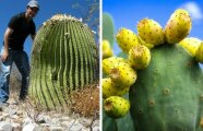 Какие виды кактусов могут накормить и напоить путников, а какие лучше обойти стороной