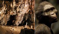 Учёные установили, как выглядели предки людей 2,3 млн лет назад: Золушка и Миссис Плес времён австралопитеков