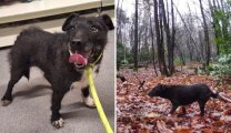 Нашлась спустя 6,5 лет: почему выжившая в дикой природе  собачка Рози не может вернуться в семью